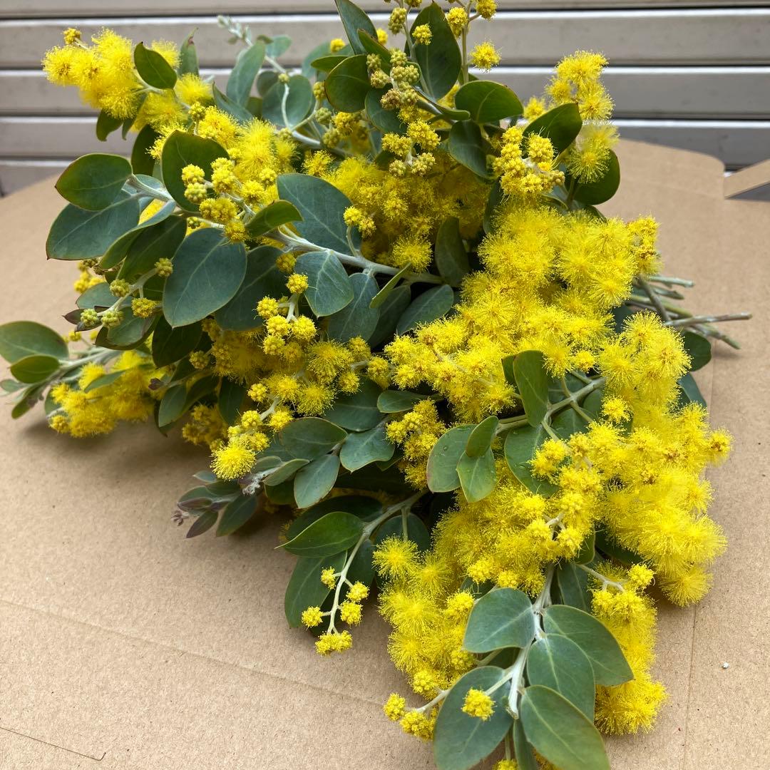 ミモザ パールアカシア 真珠葉 生花 切花 フレッシュ - メルカリ