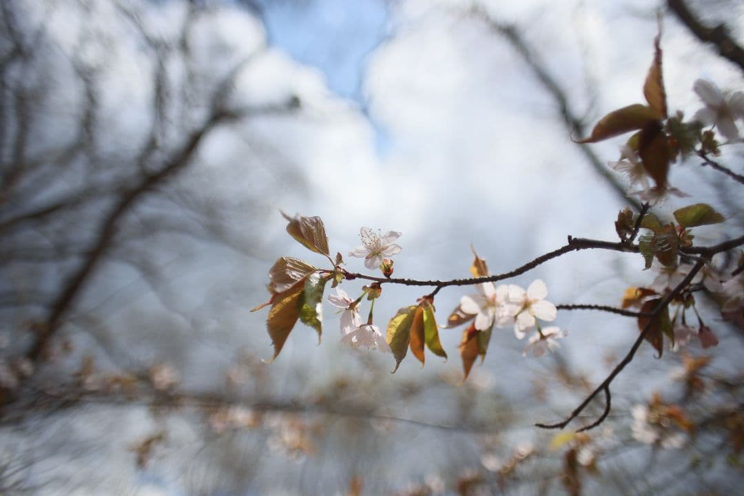 《希少》KINO PRECISION KIRON 28mm F2 MC【良品】