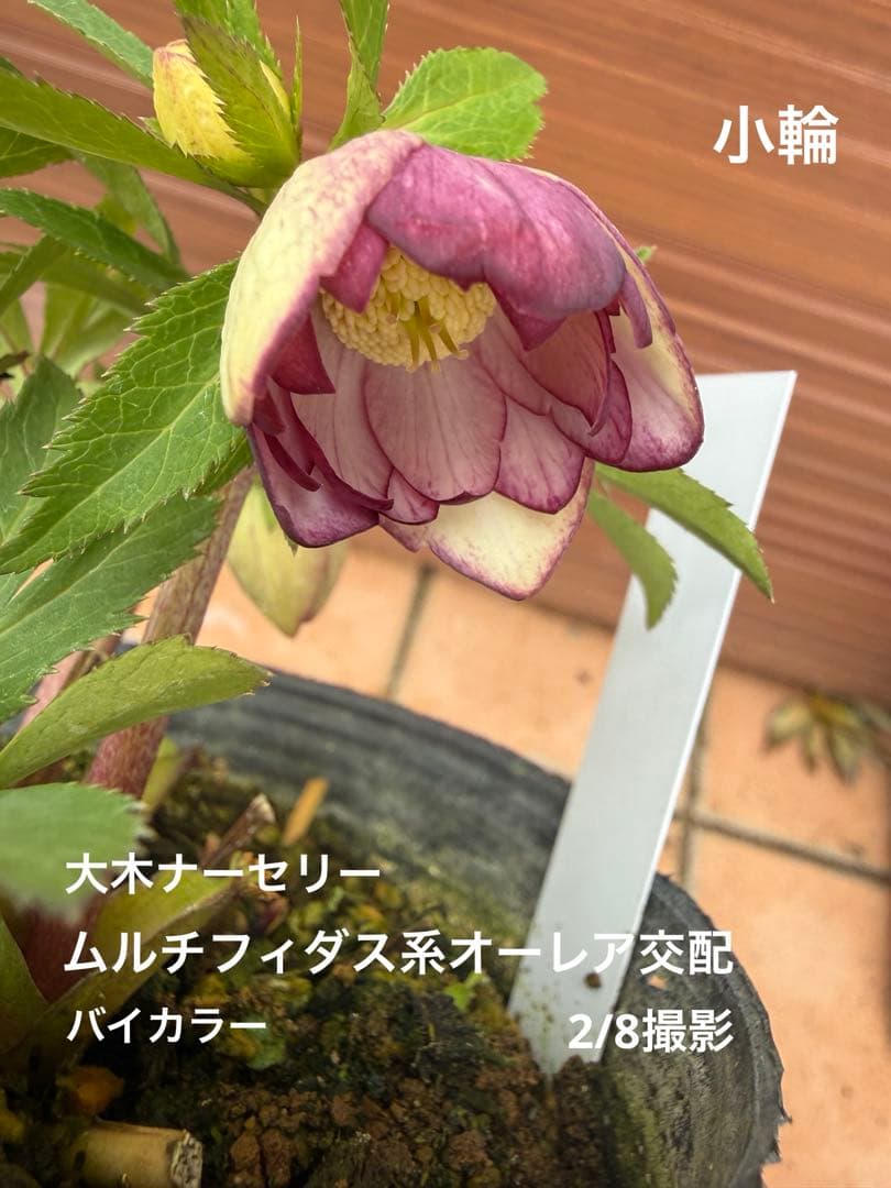 未株分】大木ナーセリー クリスマスローズ ムルチ系オーレア交配