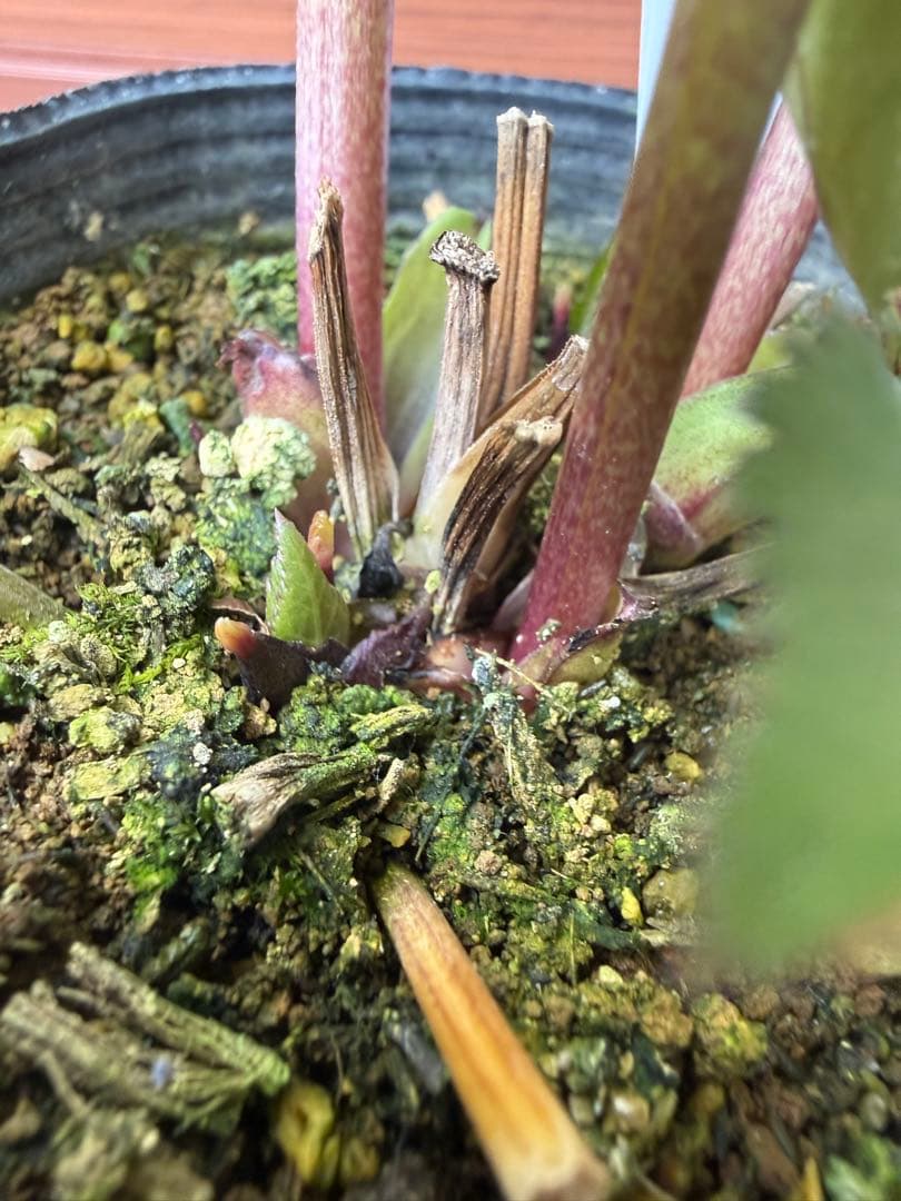 未株分】大木ナーセリー クリスマスローズ ムルチ系オーレア交配