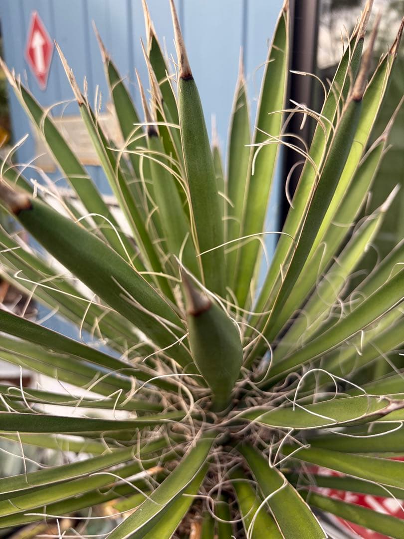 耐寒性ユッカ フィリフェラ幹太大株◇南国ドライガーデン島アガベ多肉ヤシ