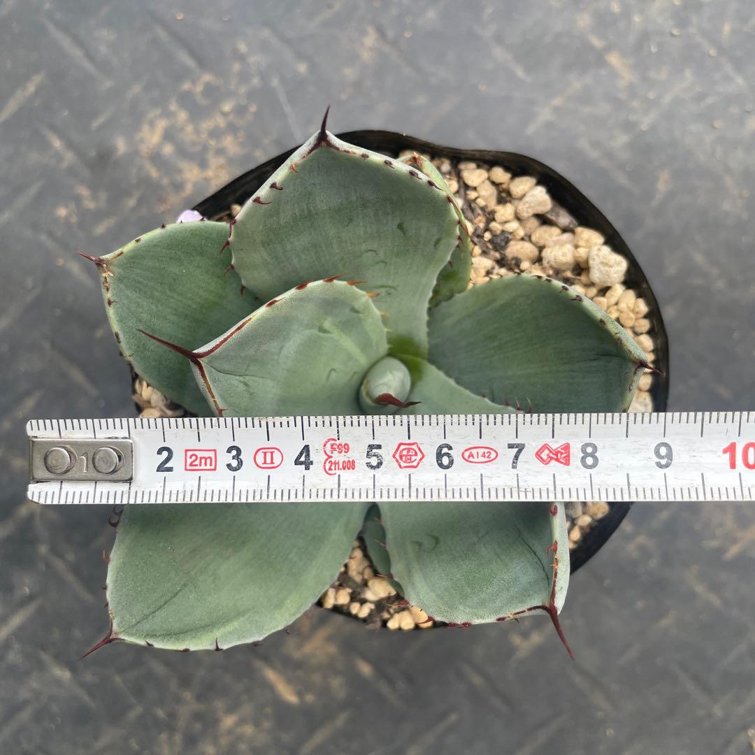 アガベ トランカータ錦 トリカラー ② 斑入り - メルカリ