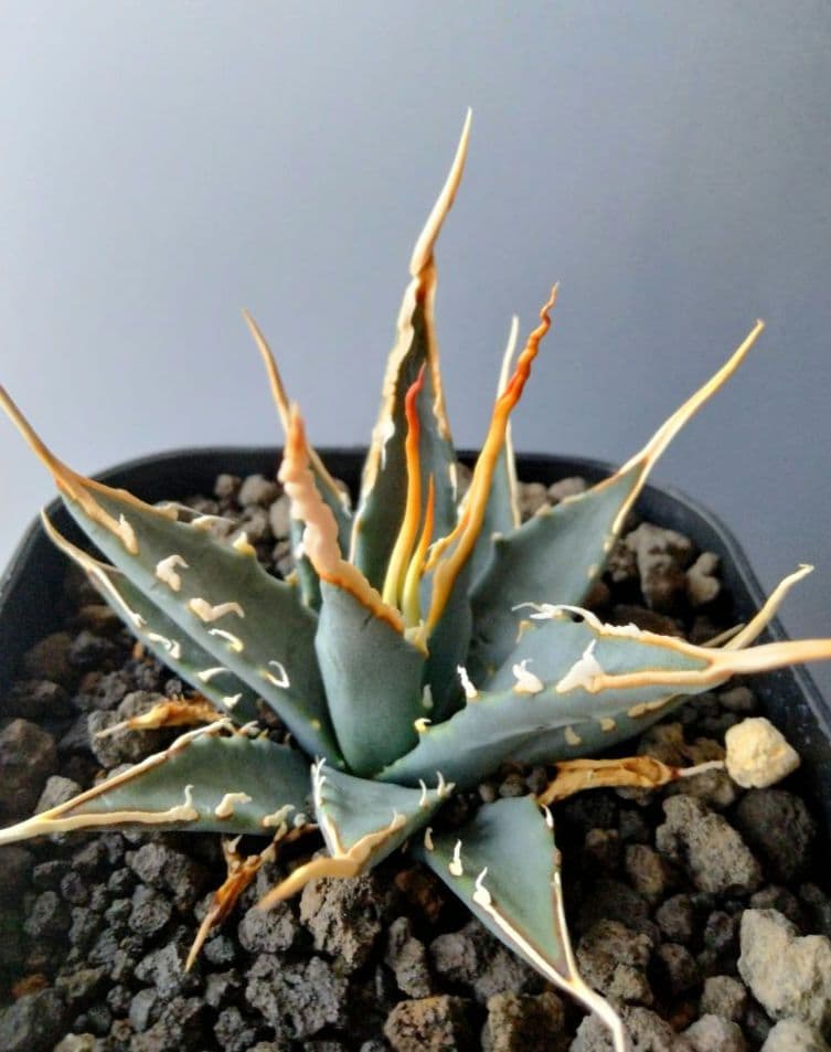実生選抜株 AE-003】アガベ エボリスピナ 陽炎 - メルカリ