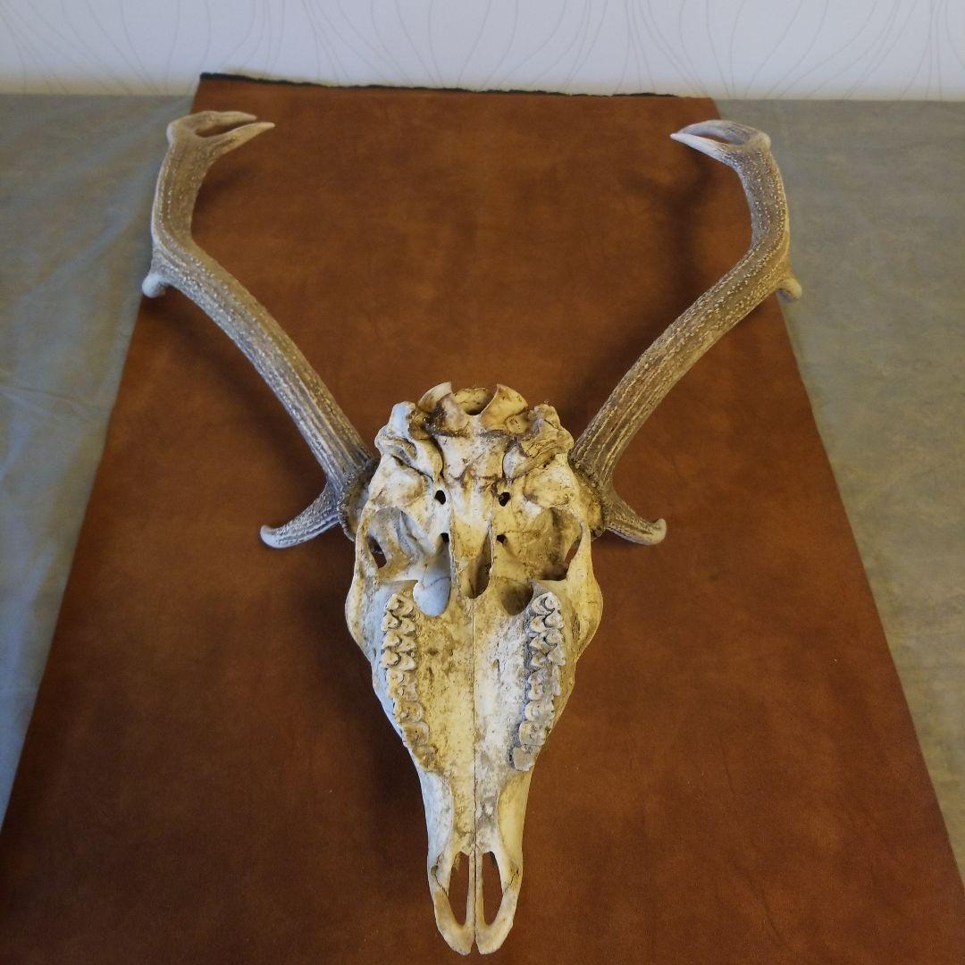 北海道 蝦夷鹿 大きいエゾシカ 角 頭骨 稀少！ - メルカリ