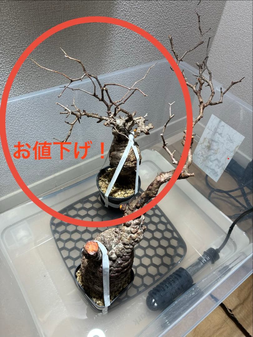 2026年2月28日輸入分 新鮮株①】オペルクリカリア パキプス ベアルート