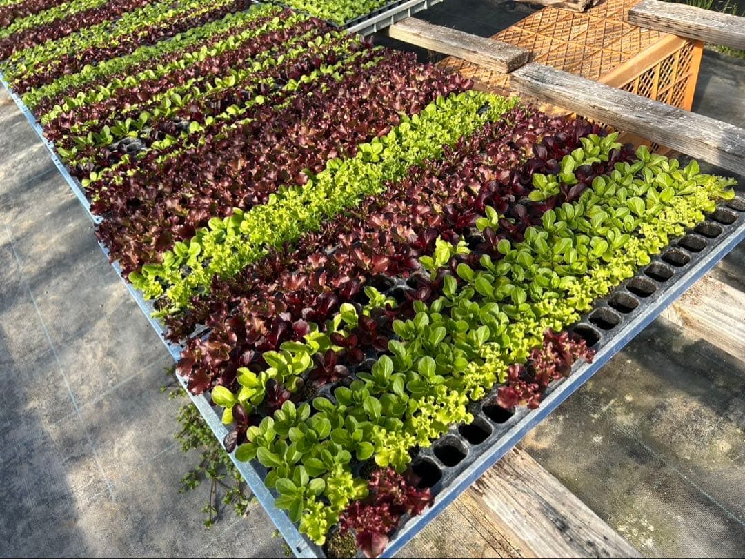 レタス苗 20本 900円 - メルカリ