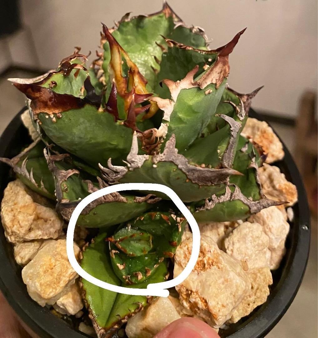 アガベ 皇帝 クラウン king crown - メルカリ