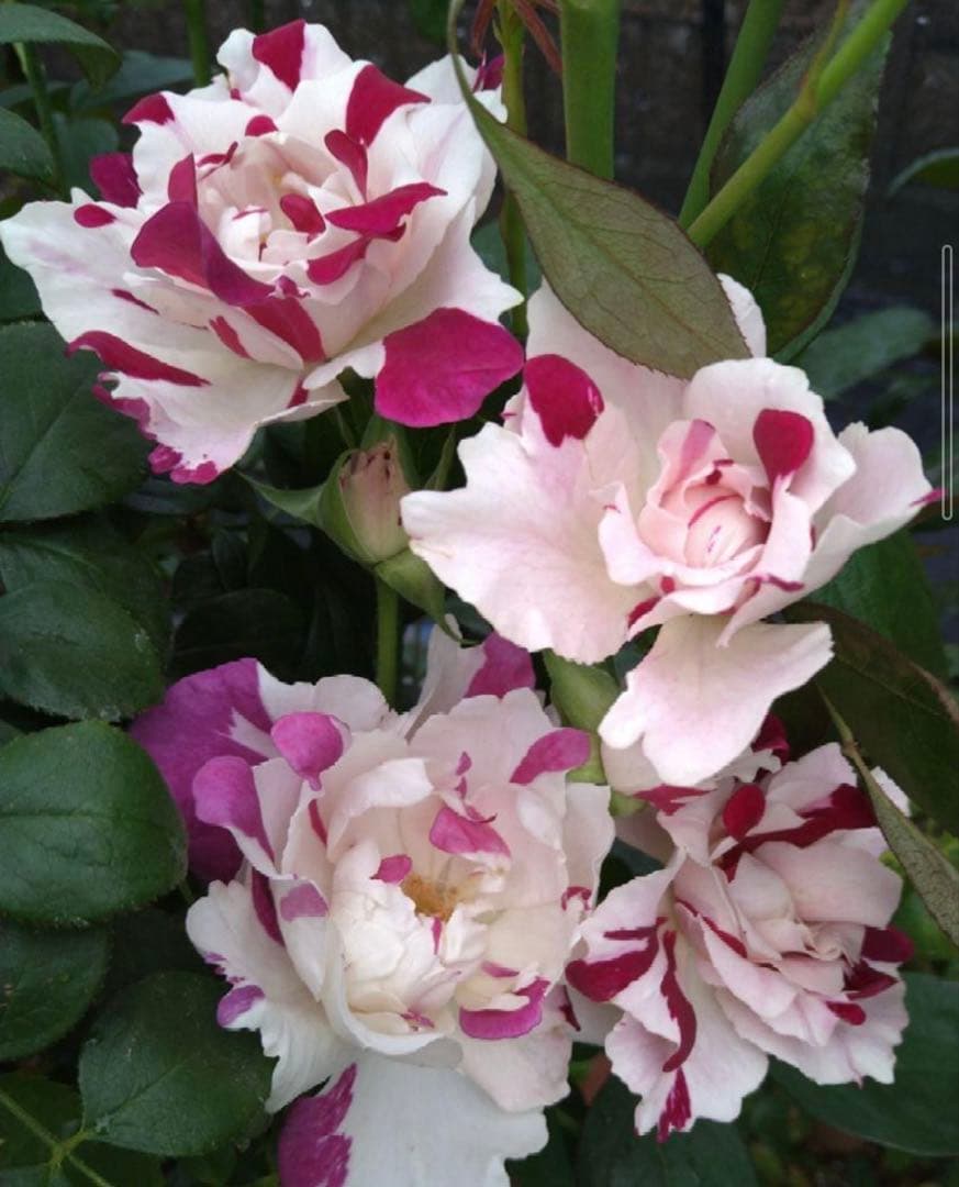 バラ苗 購入前にコメント - メルカリ