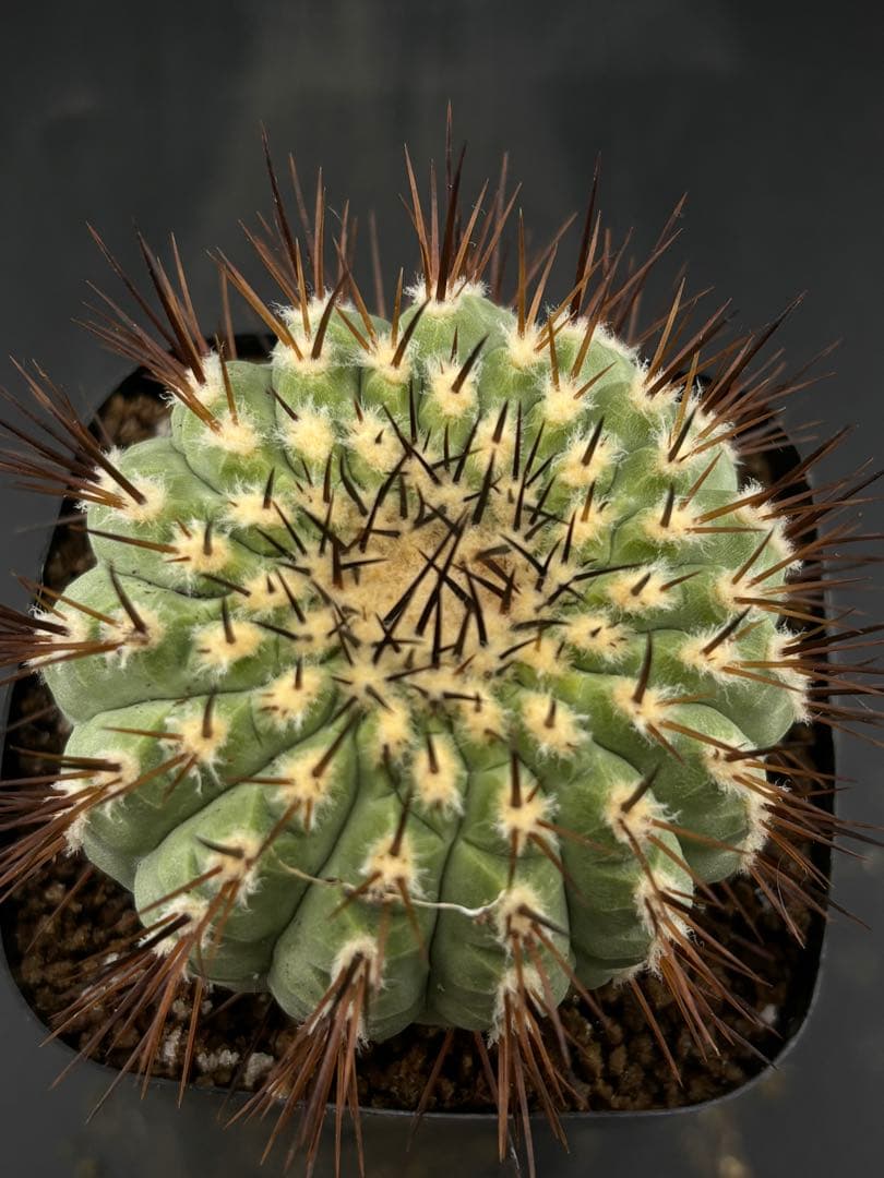 コピアポア コルムナアルバ 孤竜丸 強棘 台付 発根済み - メルカリ