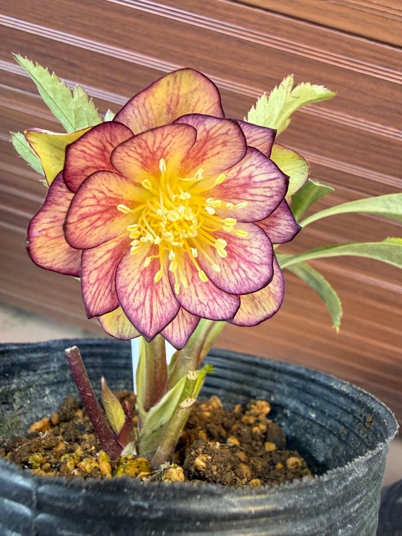 【未株分】大木ナーセリー クリスマスローズ ムルチ系オーレア交配 未株分】クリスマスローズ 大木ナーセリー ムルチ系オーレア交配