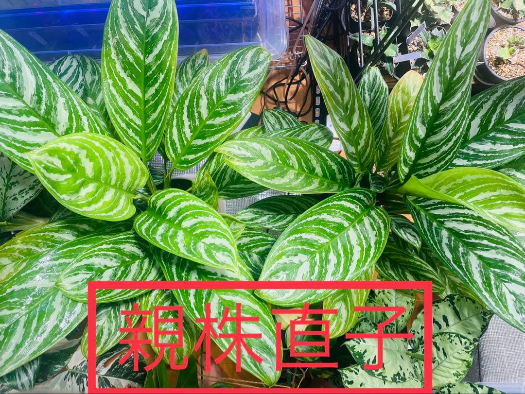 本物】美株 アグラオネマ カーティシー D株（管理番号） 葉傷あり赤枠