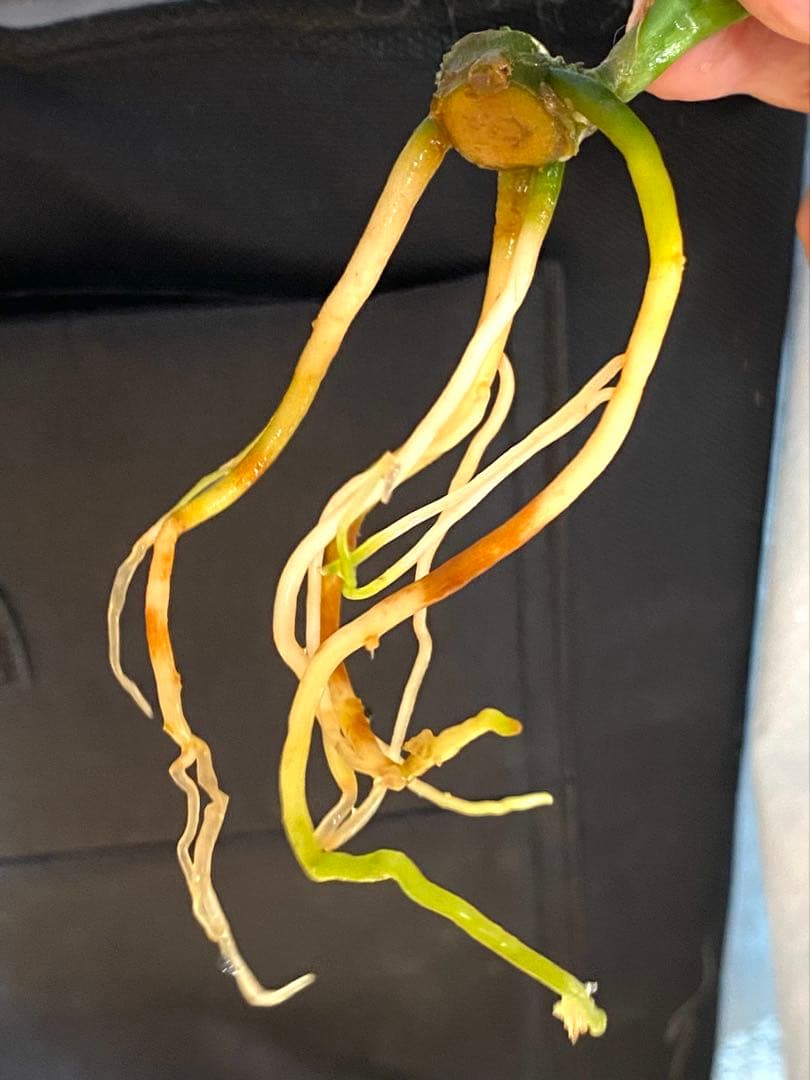 アグラオネマ ピクタム さんぷーるAglaonema - メルカリ