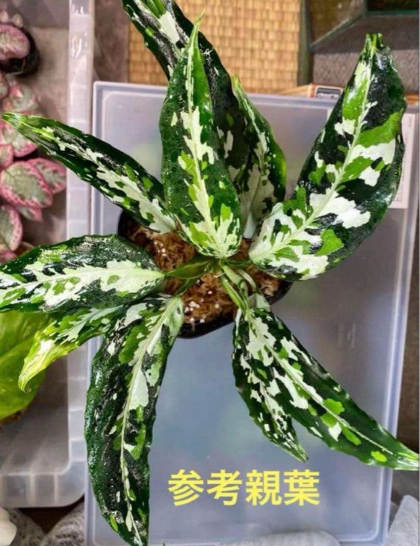 アグラオネマ ピクタム さんぷーるAglaonema - メルカリ