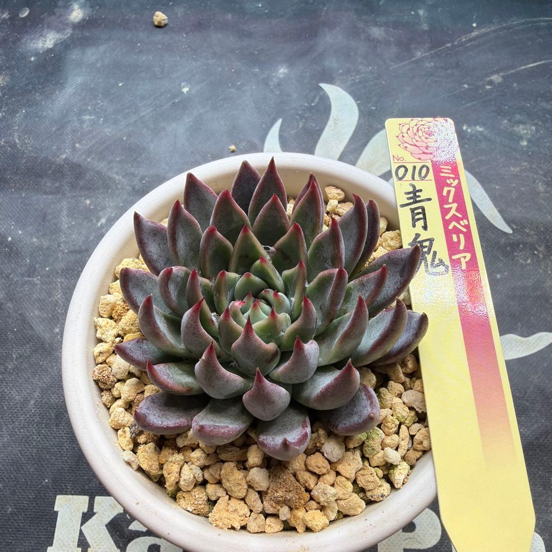 おらいさん苗　ミックスベリア　青鬼　札付き　鉢ごと発送 おらいさん苗 ミックスベリア 青鬼 札付き - メルカリ