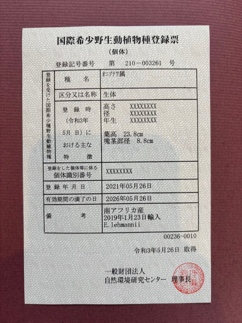 と*か様 エンセファラルトス トリスピノーサス 直径12センチ 大株