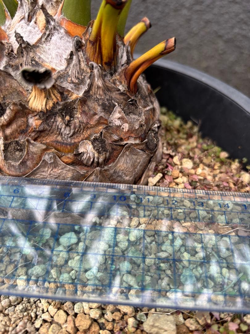 と*か様 エンセファラルトス トリスピノーサス 直径12センチ 大株