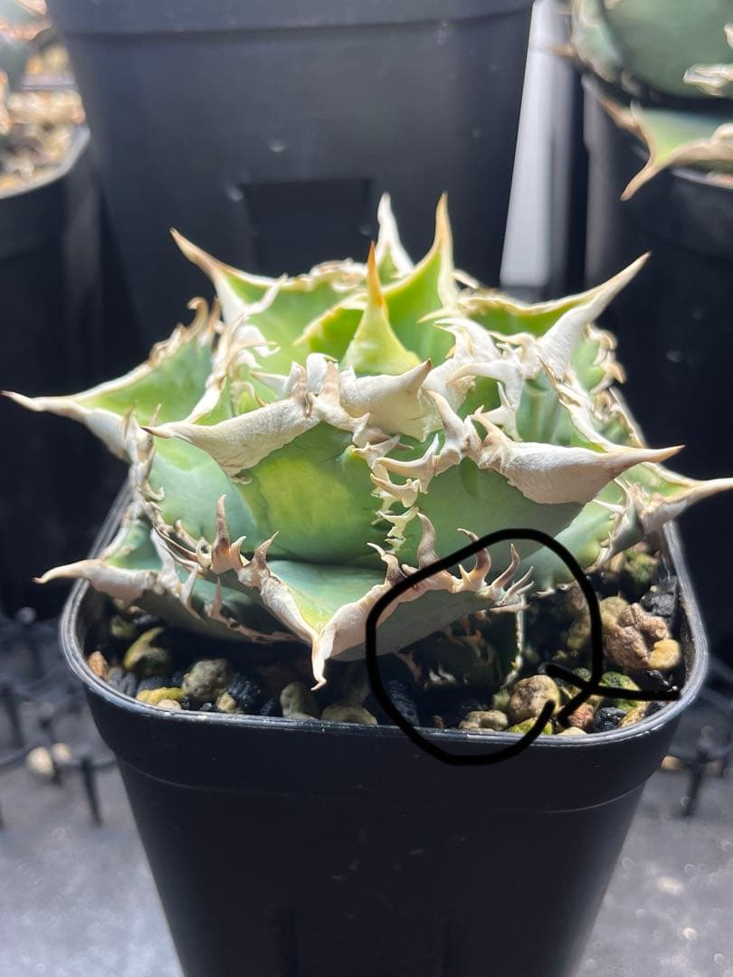 アガベ チタノタ 白豪刺（子株） - メルカリ