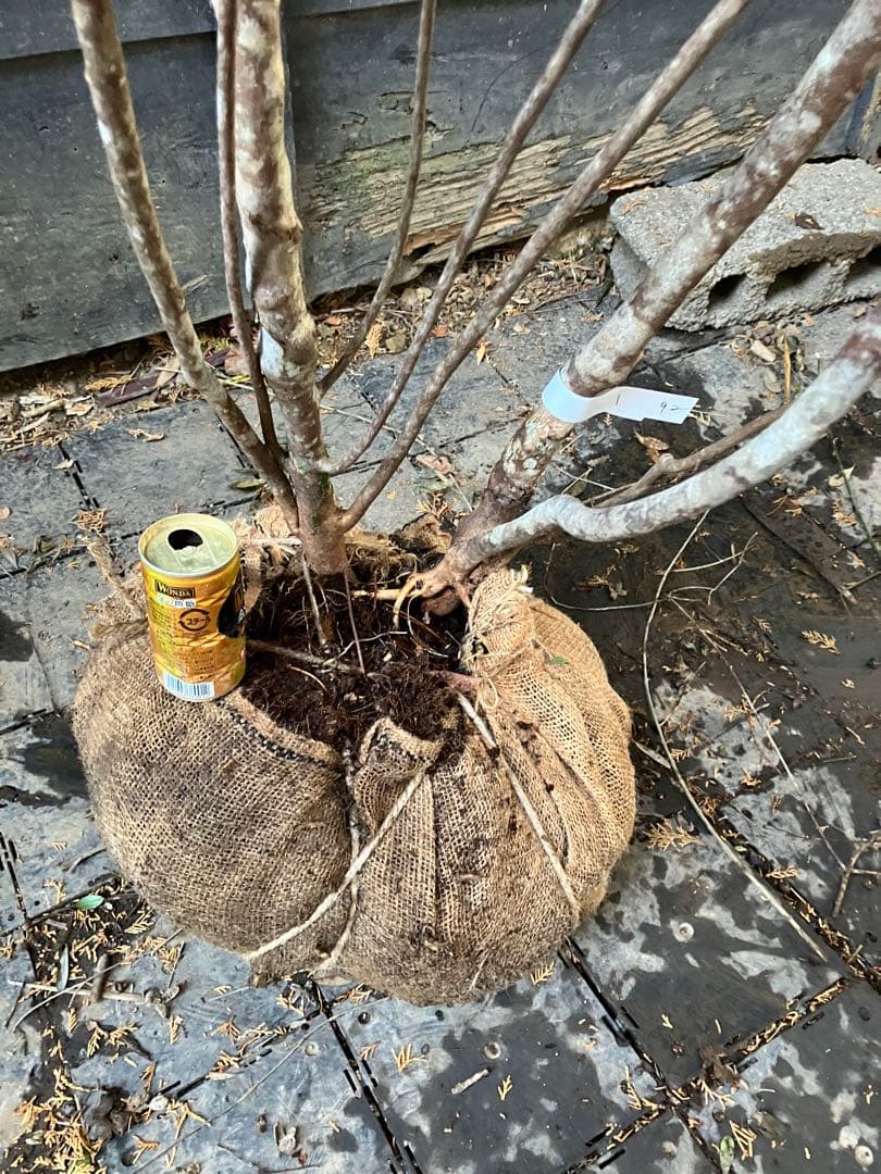 92 山採り バイカツツジ