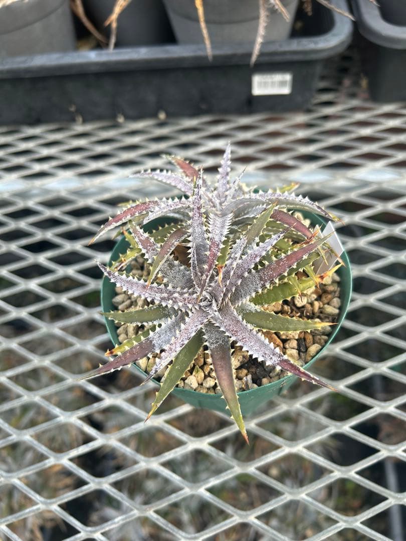 DBディッキア Dyckia BS x Arizona small #119 ⑸ - メルカリ