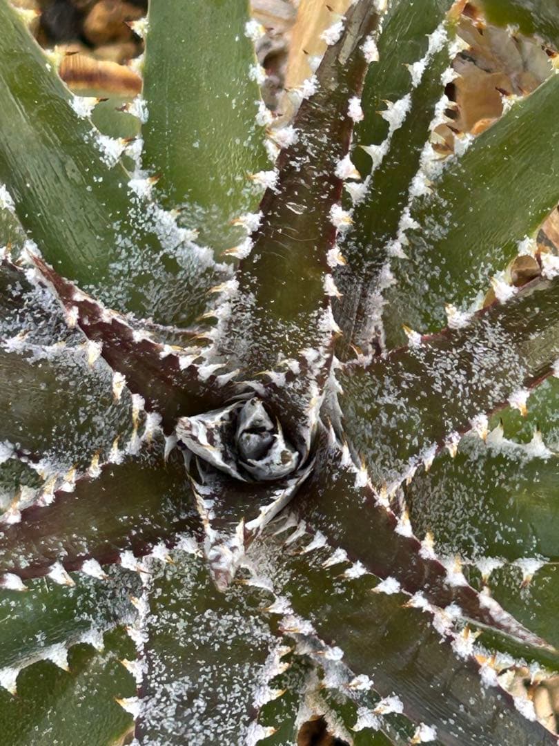 DBディッキア Dyckia Bill Baker hybrid #225 ⑴ - メルカリ