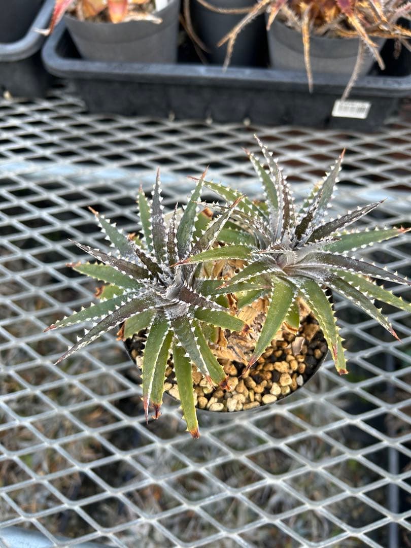DBディッキア Dyckia Bill Baker hybrid #225 ⑴ - メルカリ