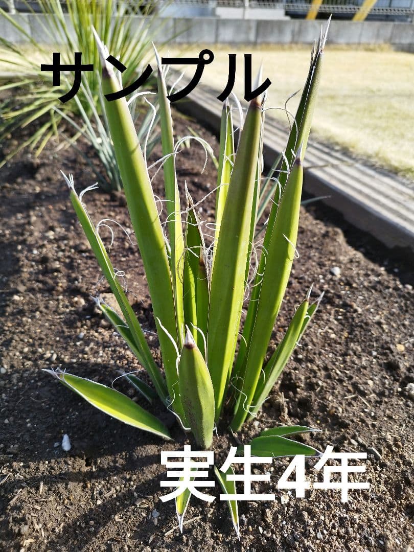 ユッカ【トンプソニアーナ】【カルネロサーナ】 12苗 抜き苗 組合せ
