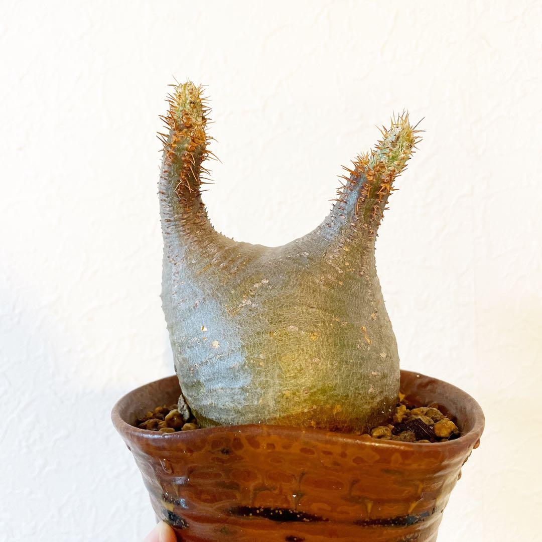 パキポディウム グラキリス 現地球 発根済み コーデック