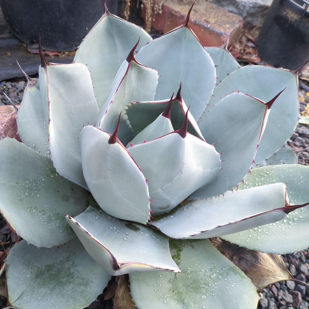 大株約40センチ 美株 アガベ パリー トランカータ - メルカリ
