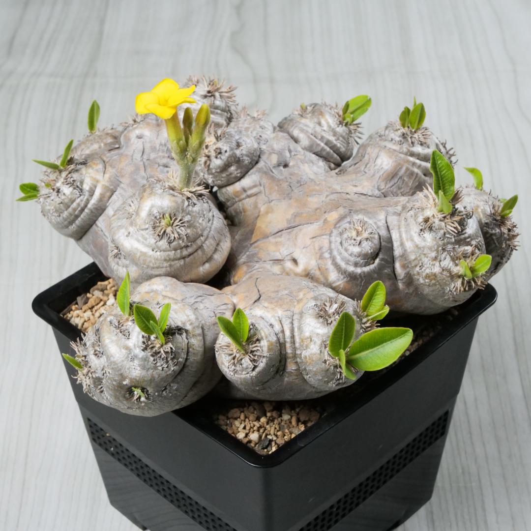 【週末セール】パキポディウム 恵比寿笑い ① 期間限定】パキポディウム