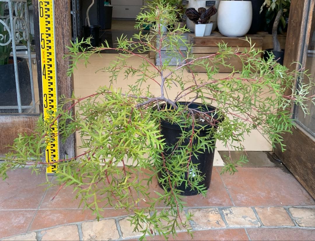 グレビレア ブロンズランバー 大株 2 c261b9e680d98728b01cc51715d9dc