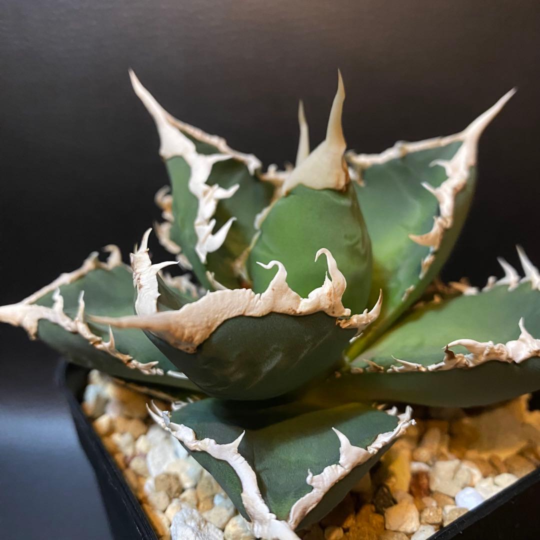 アガベ チタノタ 狼人 台湾株 浪人 子株 直子株OC株 発根済み - メルカリ