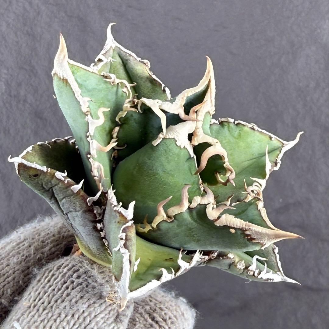 は*む様 【アガベ チタノタ“白豪刺/ホホジロザメ系”】（非Lize）極上