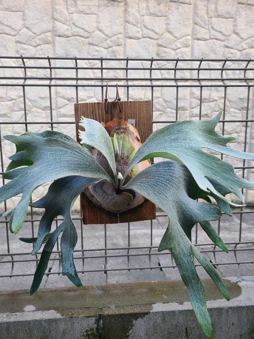 ビカクシダ FWSQ FW FSQ (selected FW) 子株 - メルカリ