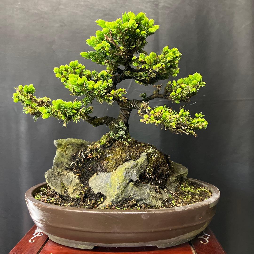 石付き蝦夷松 盆栽 - メルカリ
