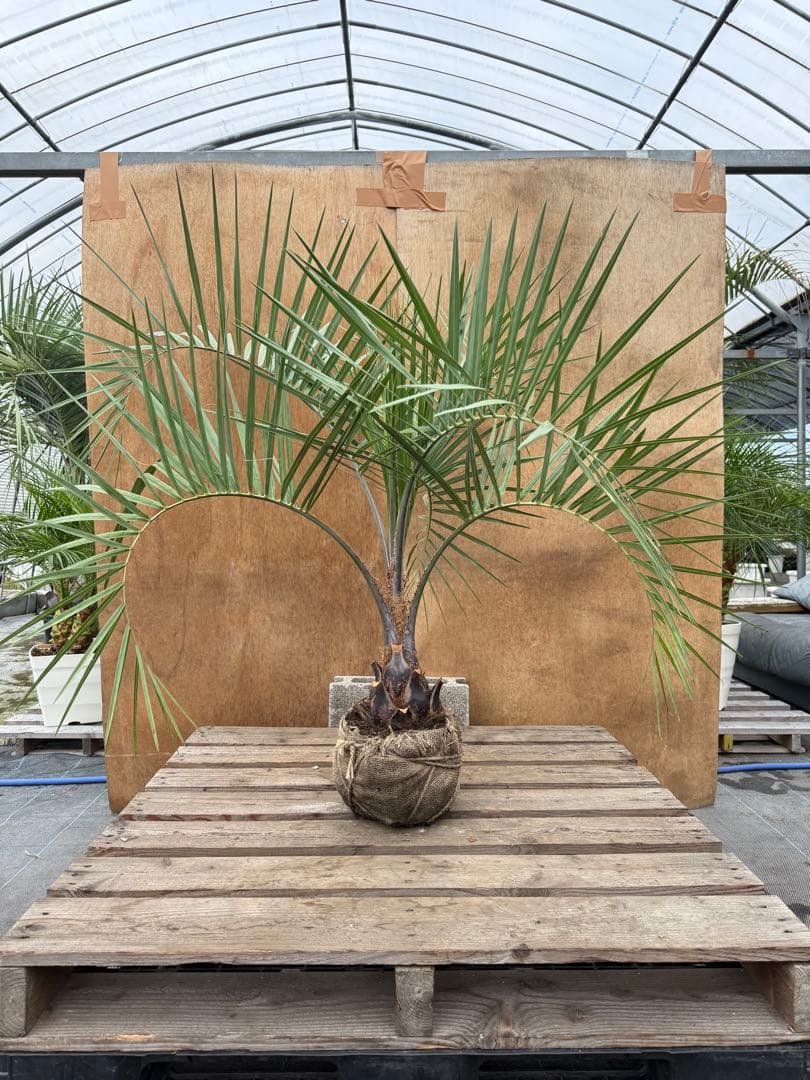 PANDESOIL-さ*ん様 ココスヤシシルバーリーフ【極太】葉先110cm幹回り