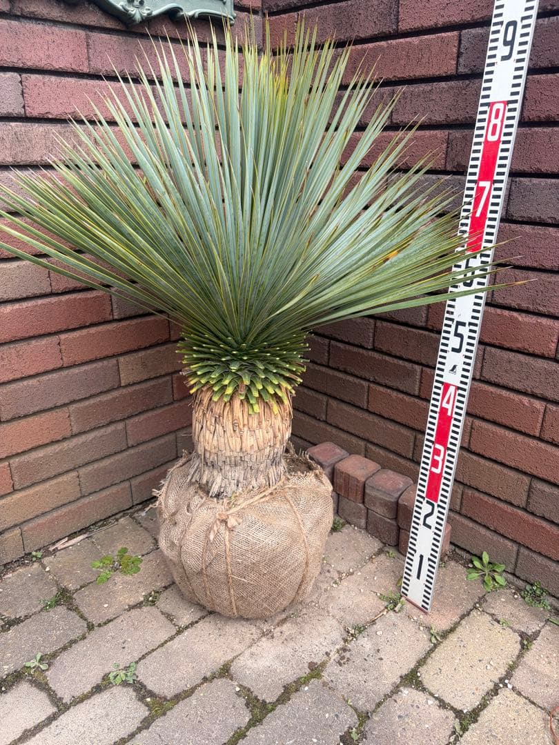 早いもの勝ち ユッカ ロストラータ ち - メルカリ