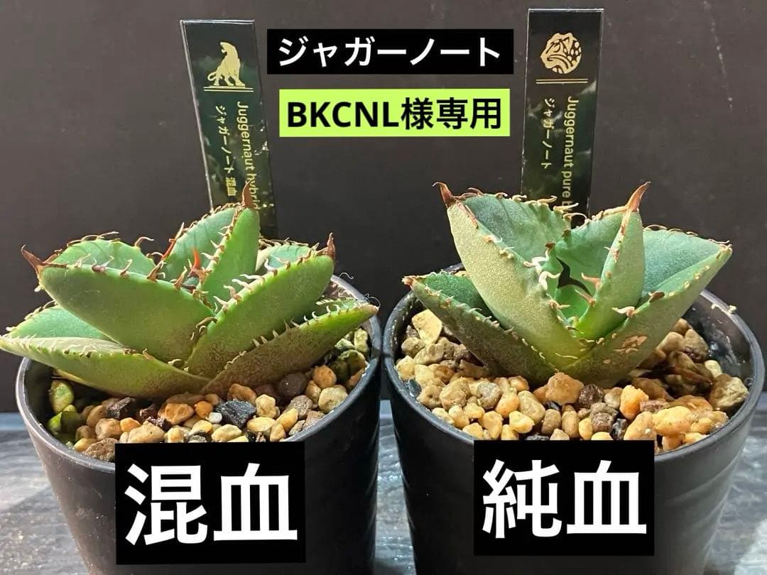 BKCNL 様専用】ジャガーノート 混血＋純血 抜き苗発送 ネームタグ付
