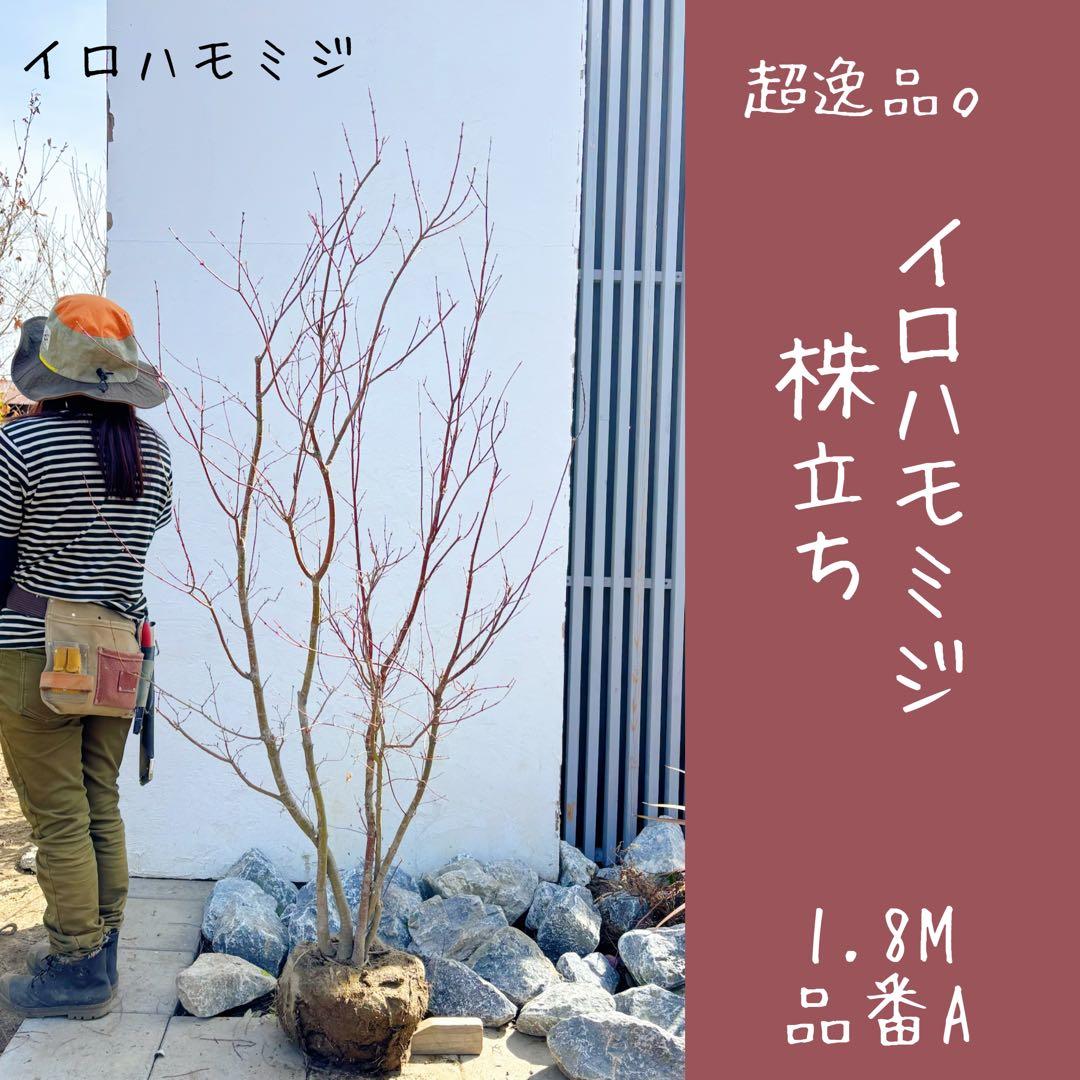超逸品。イロハモミジ大株立ち1.8M(鉢底から)品番A - メルカリ