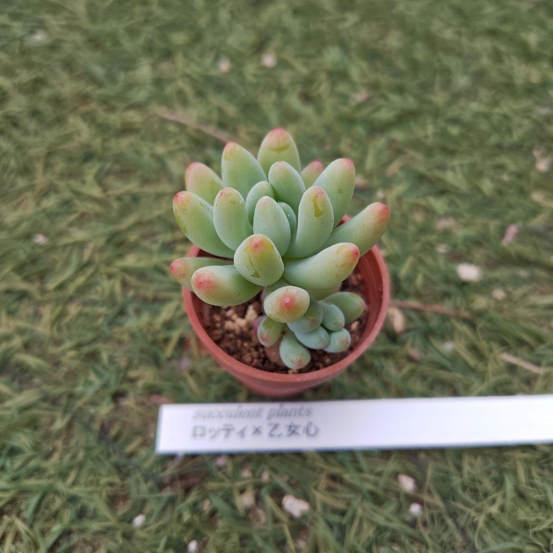 子株付き♪ロッティ×乙女心 抜き苗発送♪今出品している2点お纏めで札