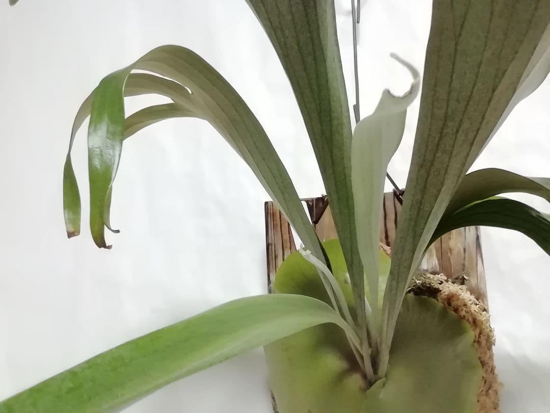 育てやすくて格好良い ビフルカッムcv.オールド 大株一点もの - メルカリ