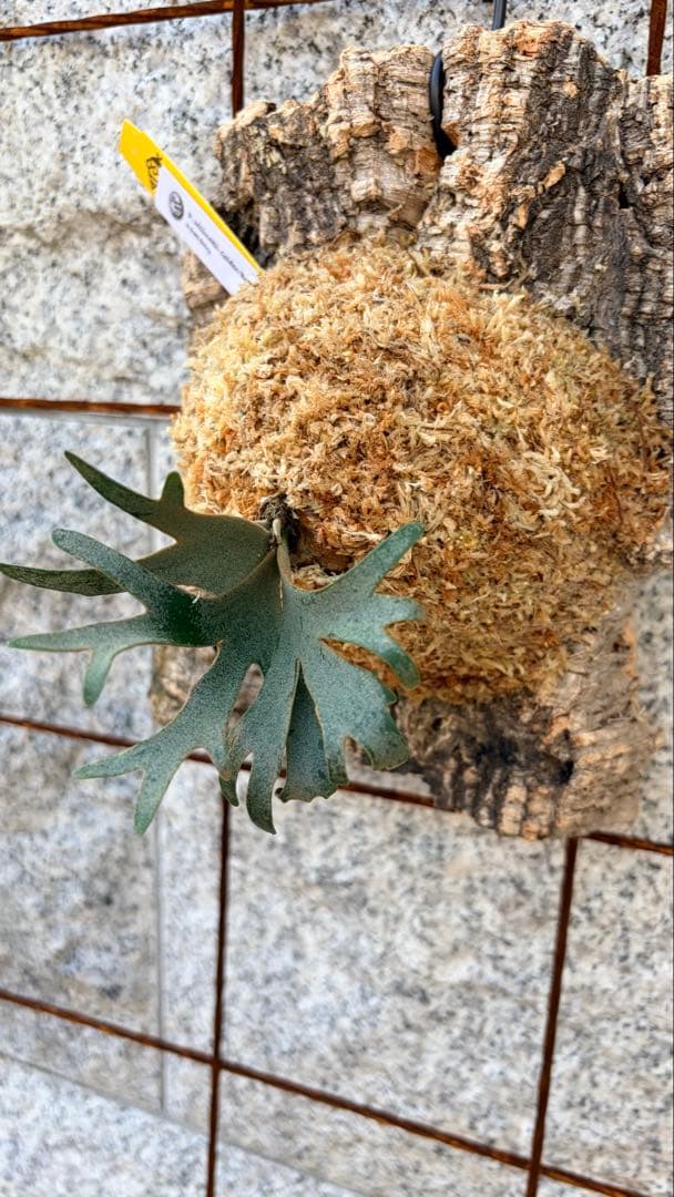 ◎金童 spore株 出品◎