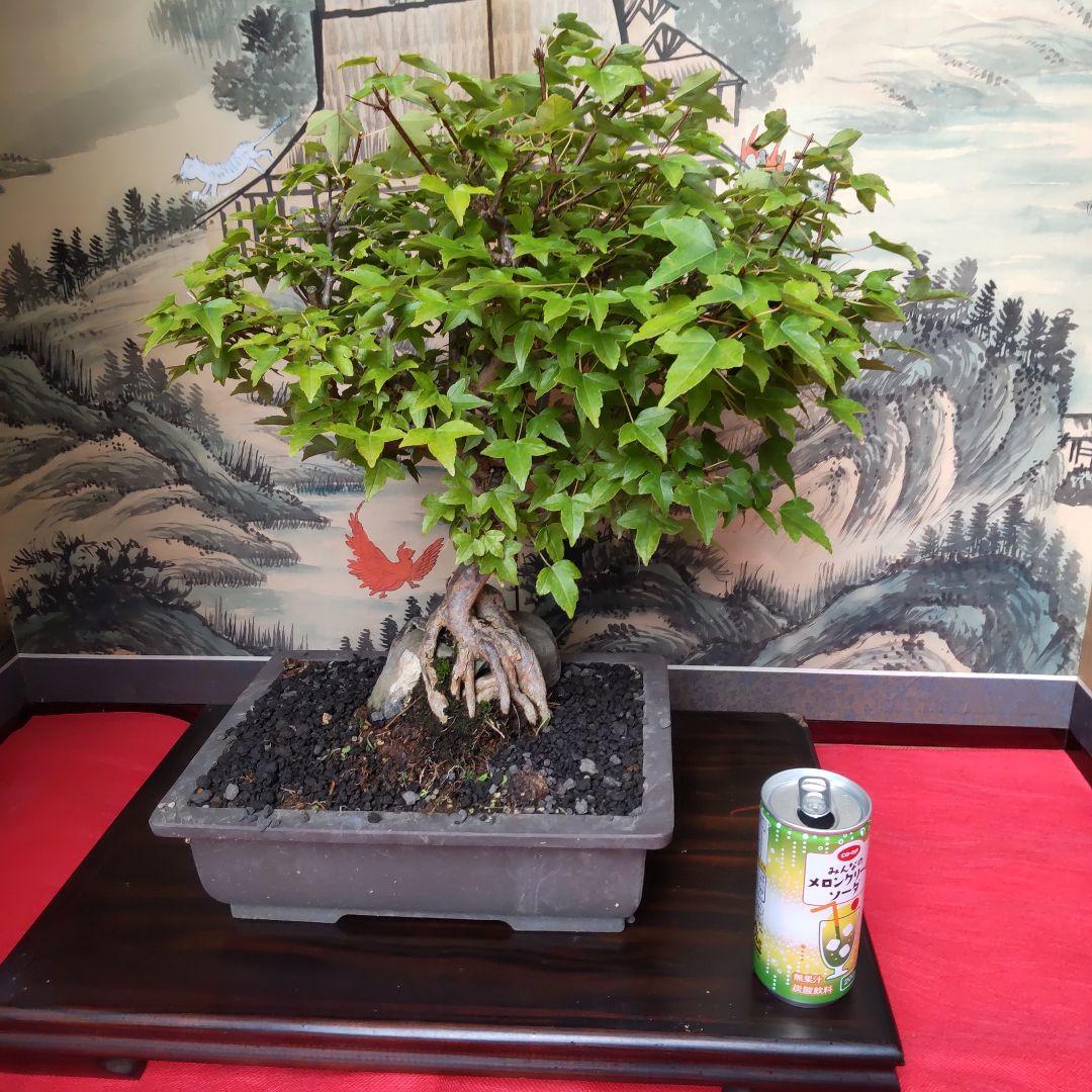 P*)様 石付きカエデ盆栽 石付き楓の盆栽の販売｜盆栽妙 – 盆栽妙 本店