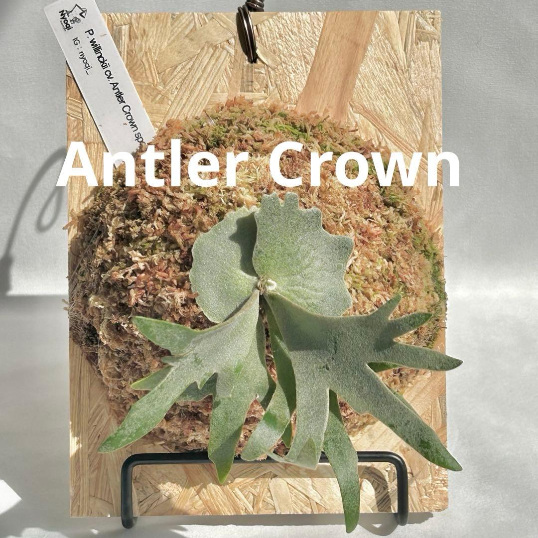 P. wilinckii cv. Antler Crown spore【05】 - メルカリ