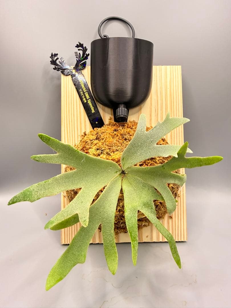 極大サイズ ビカクシダP.willinckii OMG spore - メルカリ