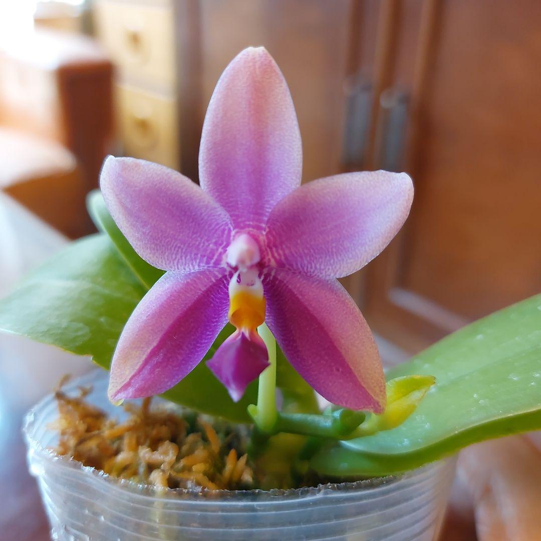 胡蝶蘭 洋ラン 原種 ファレノプシス ビオラセア - メルカリ