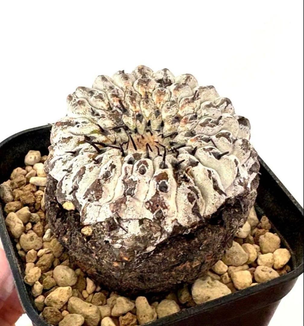 超希少】現地球 コピアポア シネレア コルムナアルバ 孤竜丸 横幅5.5