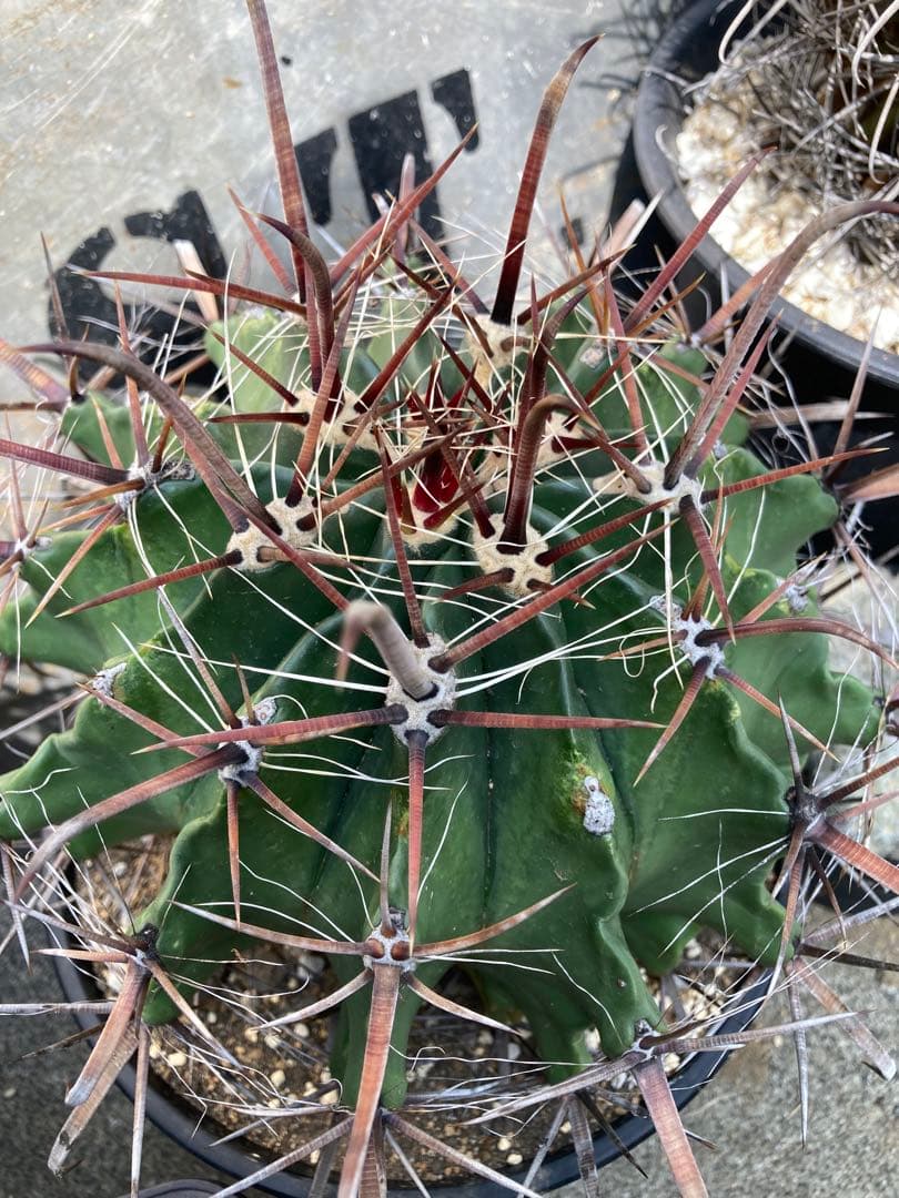 Kn'5様 専用ページ 耐寒性強フェロカクタス巨鷲玉大株ドライガーデン