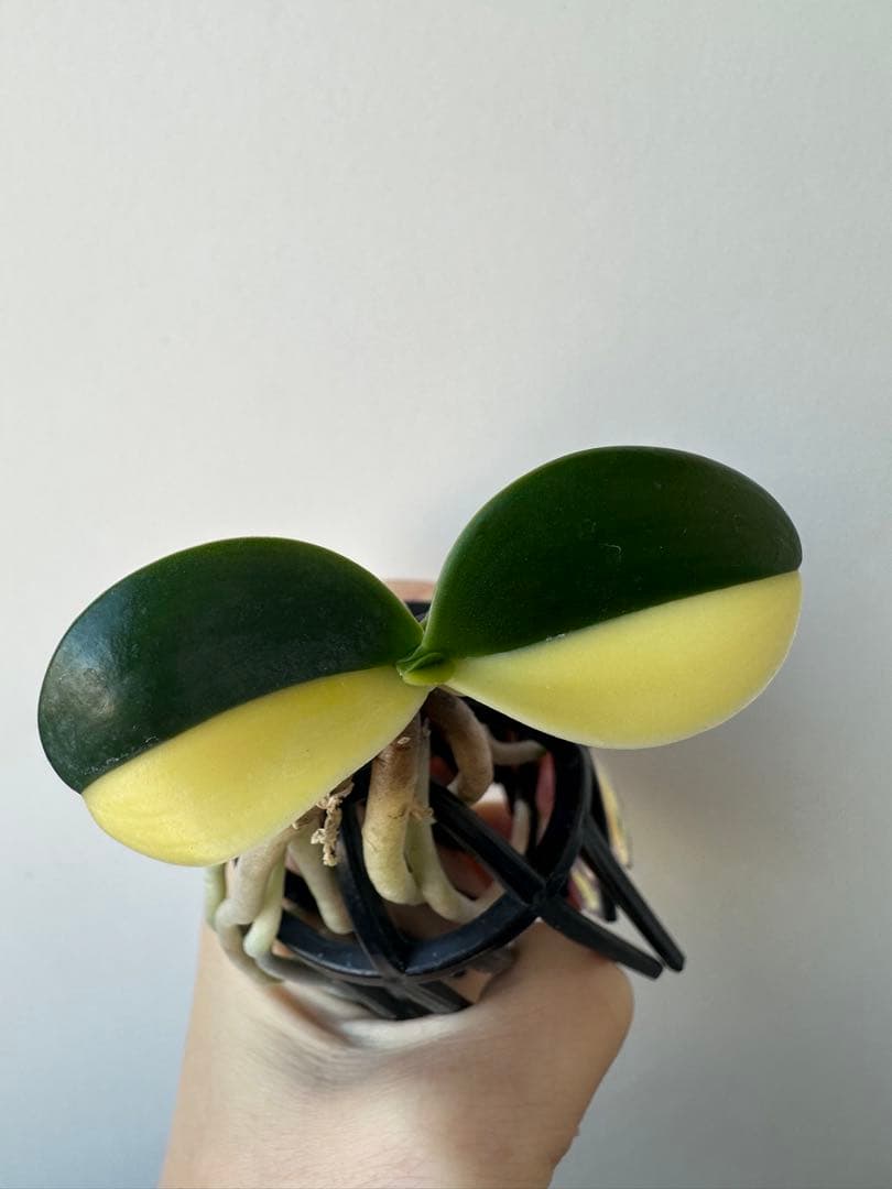 【 名護蘭 】明丸縞　半月　362 ナゴラン 名護蘭 明丸縞 Sedirea Japonica Minmaru-Shima – シード園芸