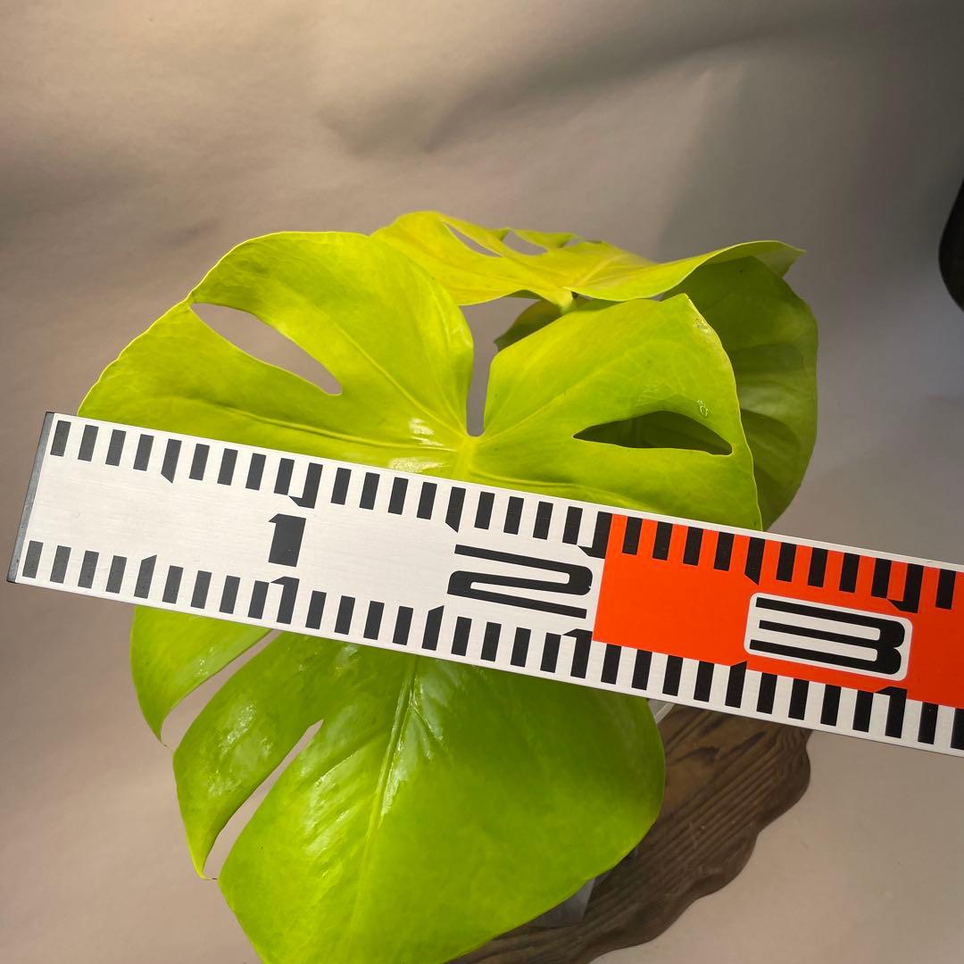ス*ト様 a06モンステラ デリシオーサ 黄金葉 ゴールドリーフ