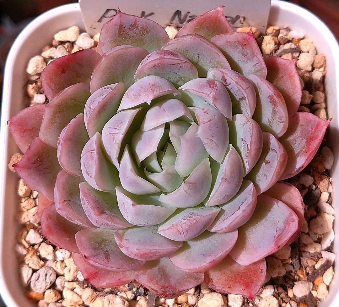 確認用 多肉植物 アンジュ様 ご確認用 多肉 アンジュ様 ご確認用 多肉